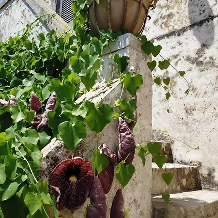 Antica Dimora Guesthouse, Salento, Holiday home Ortelle